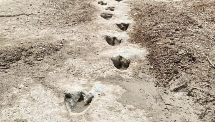 Araştırmacılar köstebek yuvası sandı, gerçek ağızları açık bıraktırdı